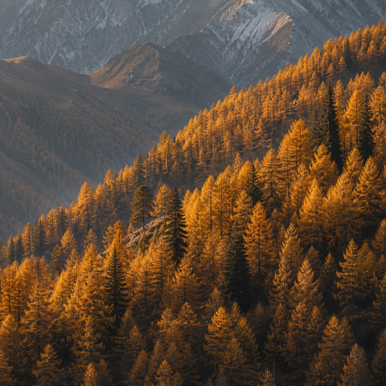 Golden larch forest on an Altai mountainside in autumn